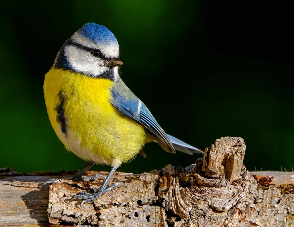 wildlife photography in the Dolomites – alpine blue tit at dawn