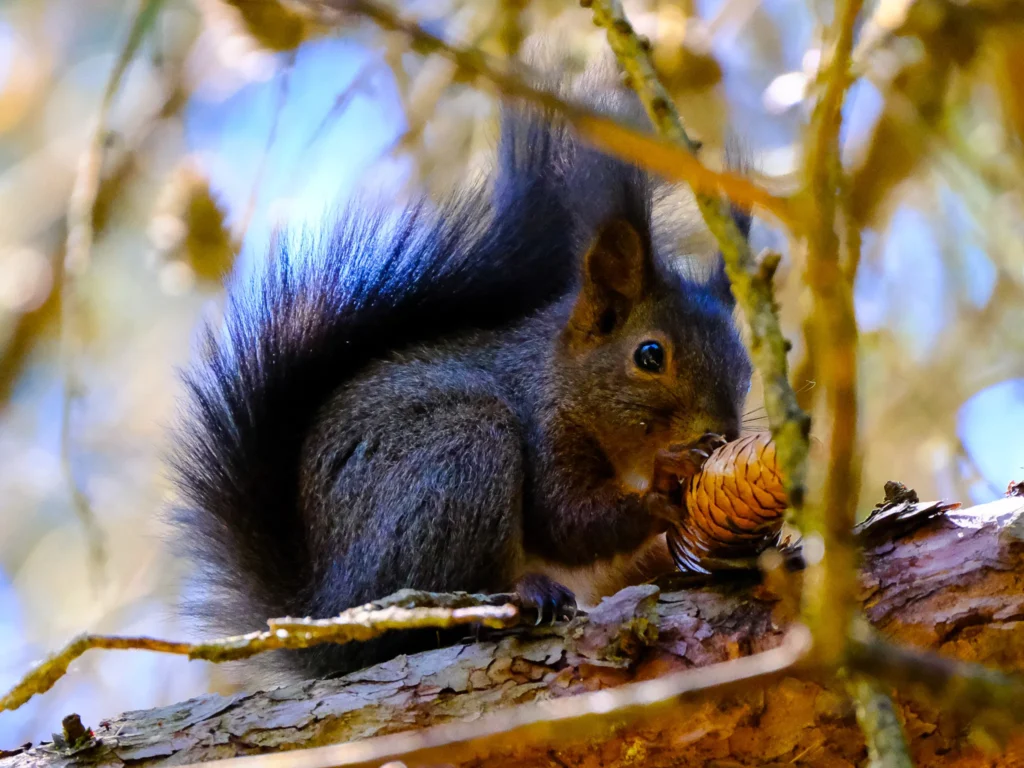 wildlife photography in the Dolomites – red squirrel on spruce branch