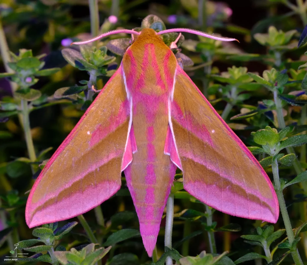 wildlife photography in the Dolomites – pink moth Megaprosopus laseni
