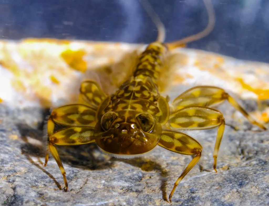 wildlife photography in the Dolomites – dragonfly near mountain stream